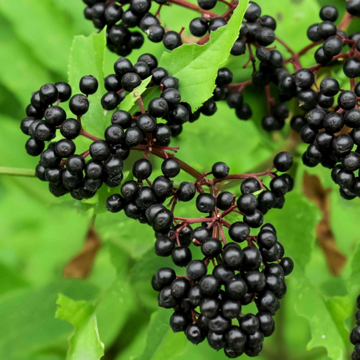 Adams Elderberry Cuttings (Sambucus nigra 'Adams') - 12 Unrooted Stems for Zones 3-9