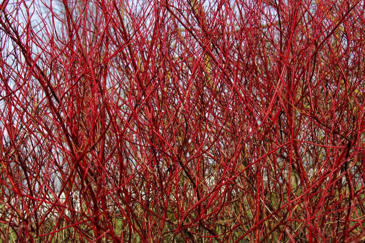 Red Osier Dogwood Cuttings - 30 Live 12-Inch Stems (Cornus sericea) Zone 3-8