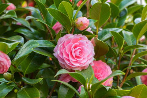 Camellia japonica Unrooted Cuttings – 5 Fresh 6-8 Inch Cuttings for Propagation