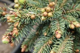 Picea glauca Seeds - White Spruce (25 Seeds) - Alaska Wild Harvested, Zone 2-6