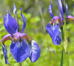 Iris setosa Seeds - 100 Count (Wild Iris) Alaska - Purple-Blue, Cold Stratification