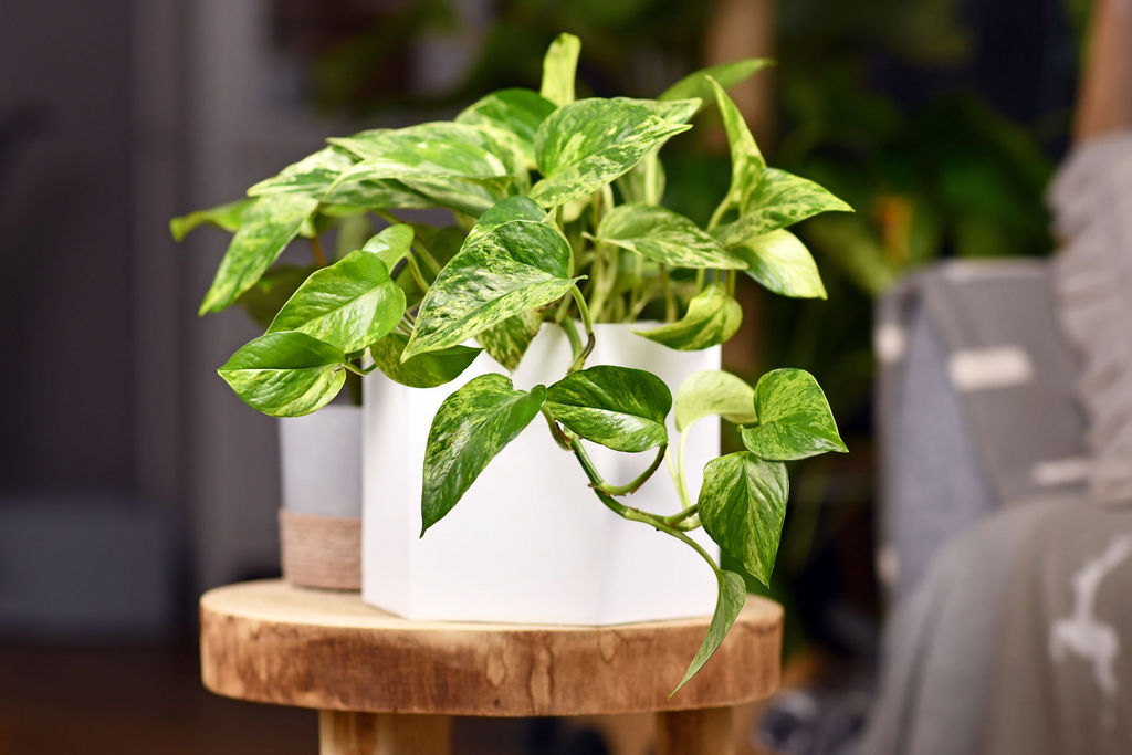 Golden Pothos Rooted Cuttings – 6 Bare-Root Live Houseplants for Soil or Water