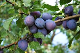 European Purple Plum Live Plant - 6-8" Rooted Cutting, Self-Pollinating