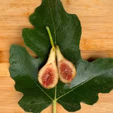 Celeste Fig Unrooted Cuttings (5) - 6"+, 3+ Nodes for Propagation