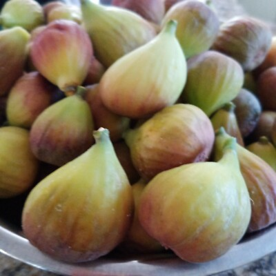 White Kadota Fig Cuttings (3 x 6
