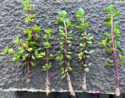 Elephant Bush Dwarf Jade Cuttings (Portulacaria afra) - 11 Unrooted 7-12" Green/Red Stem