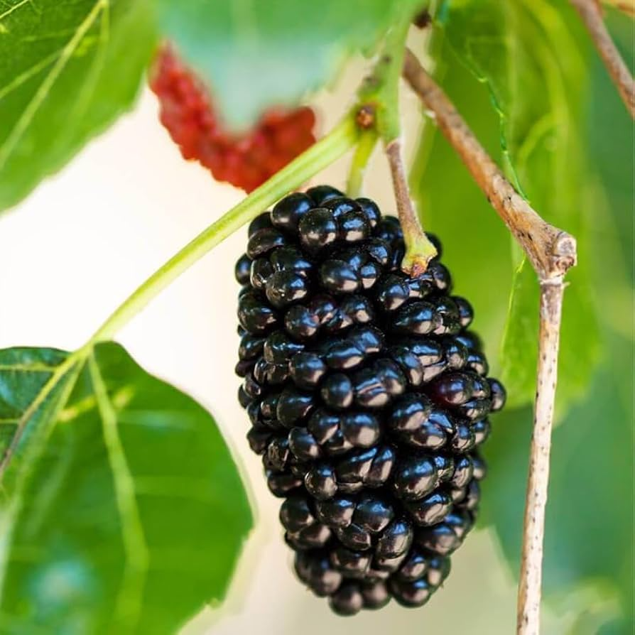 Dwarf Everbearing Mulberry Live Plant (Morus nigra) - Rooted Starter Plant, 3-15 inches