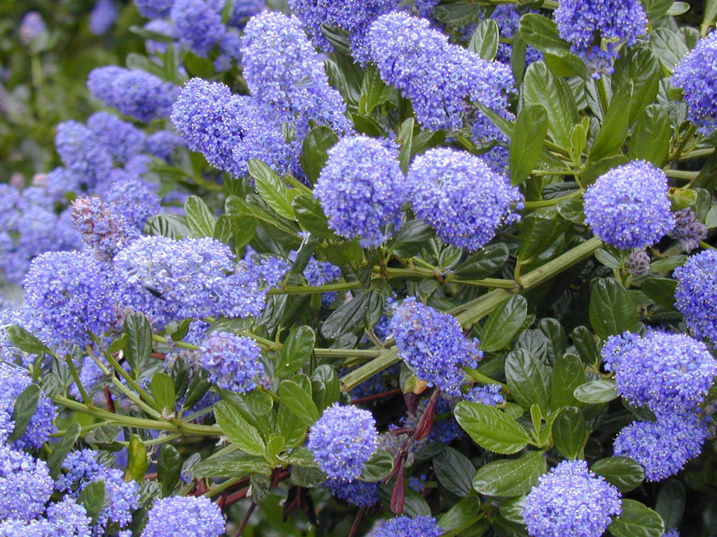 Ceanothus California Lilac Cuttings - 3 Unrooted 6" Stems, Fragrant Blue Blooms, Drought-Tolerant, Deer-Resistant