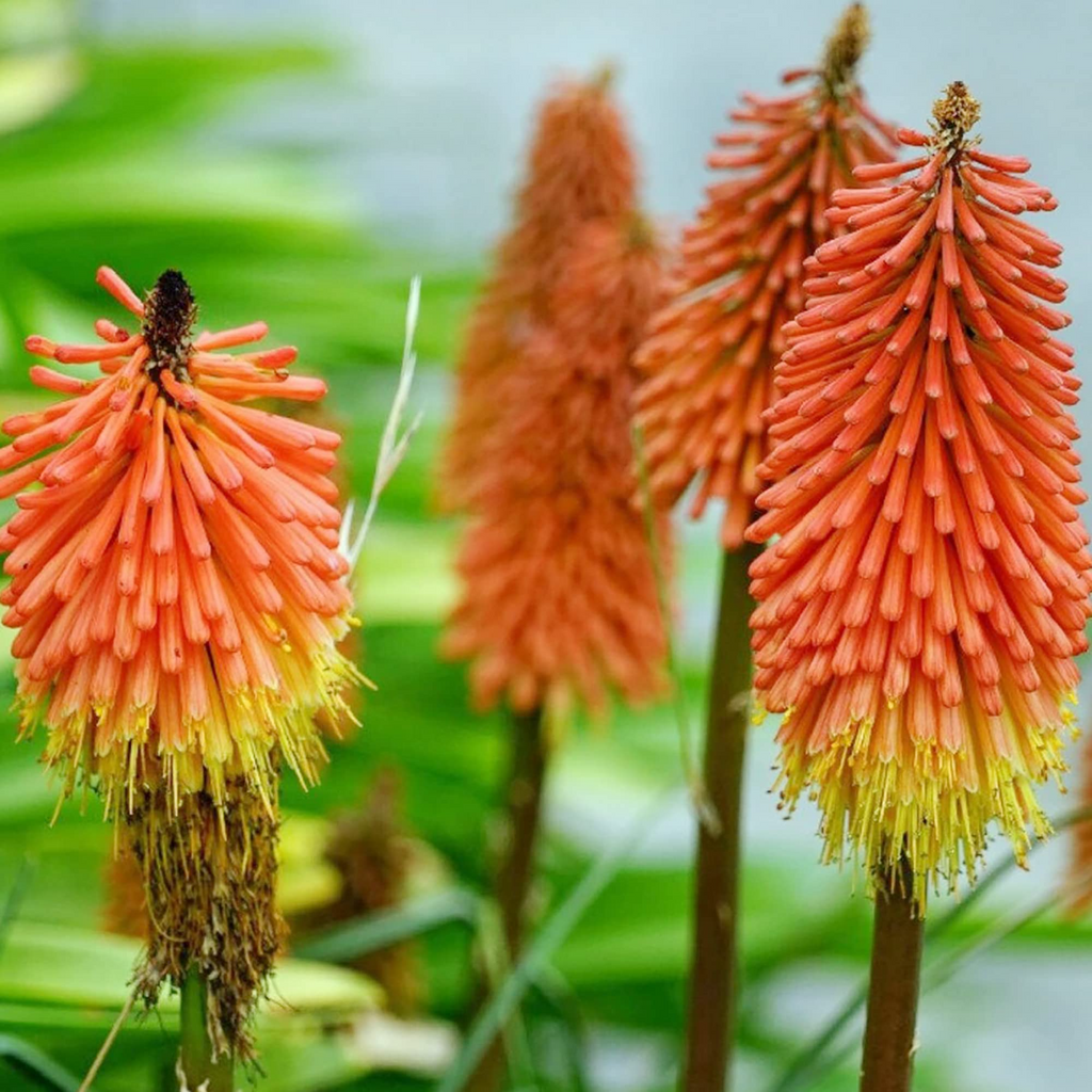 Red Hot Poker Seeds (Kniphofia uvaria) - 50+ Non-GMO Perennial Seed for Full Sun