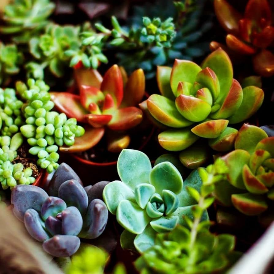 200 Mixed Succulent Seeds - Rare Echeveria, Sedum, Lithops Collection (Non-GMO)