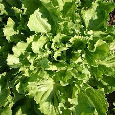 Endive Broadleaf Batavian Seeds (Cichorium endivia) - 850 Non-GMO Heirloom for Salads & Garden