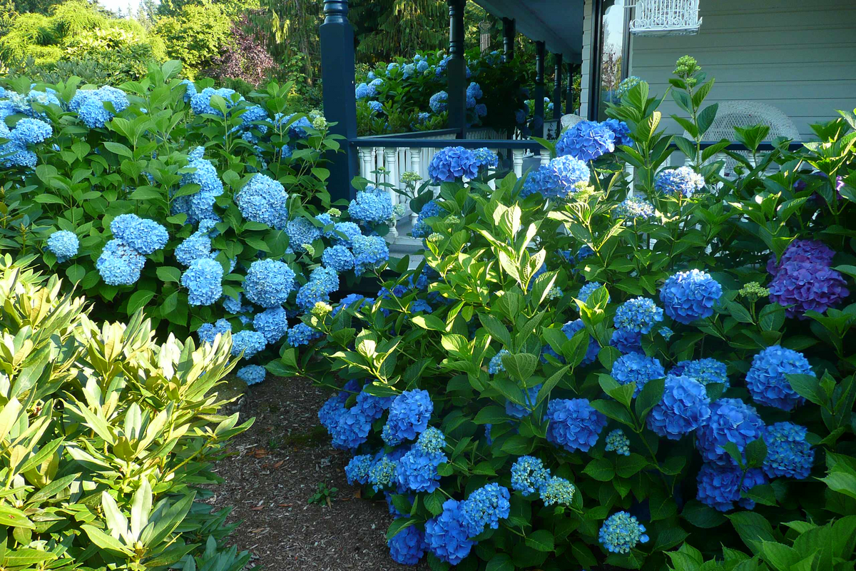 Blue Hydrangea Bushes Hydrangea macrophylla - 5 Live Starter Plants