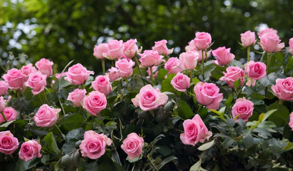 Rose Frosty Pink Floribunda Cuttings - 4 Fresh Fresh Cuttings with Rooting Powder