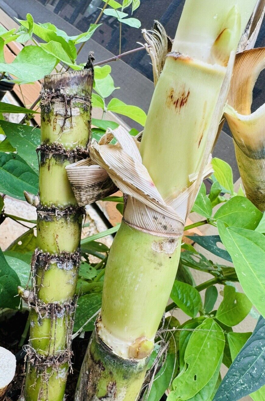 Sugarcane Cuttings (Saccharum officinarum) - 3 Unrooted Cuttings Ready to Plant