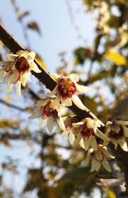 Wintersweet Seeds (Chimonanthus praecox) – 10 Non-GMO Seeds for Fragrant Winter Blooms