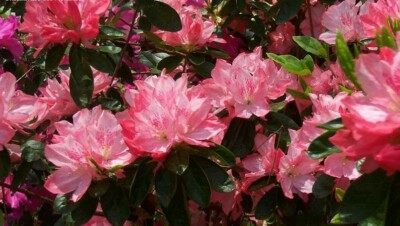 Hampton Beauty Azalea Rhododendron Starter Plant - Deciduous Azalea, 2-8 in tall in Nursery Pot