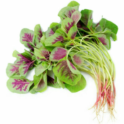 500+ Striped Spinach Seeds | Heirloom Spinacia oleracea for Salads & Cooking