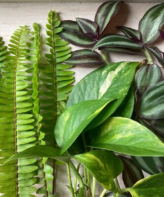 12 Rooted Plant Cuttings (3 Each): Pothos, Wandering Jew, Arrowhead Vine & Ferns - Ready to Grow