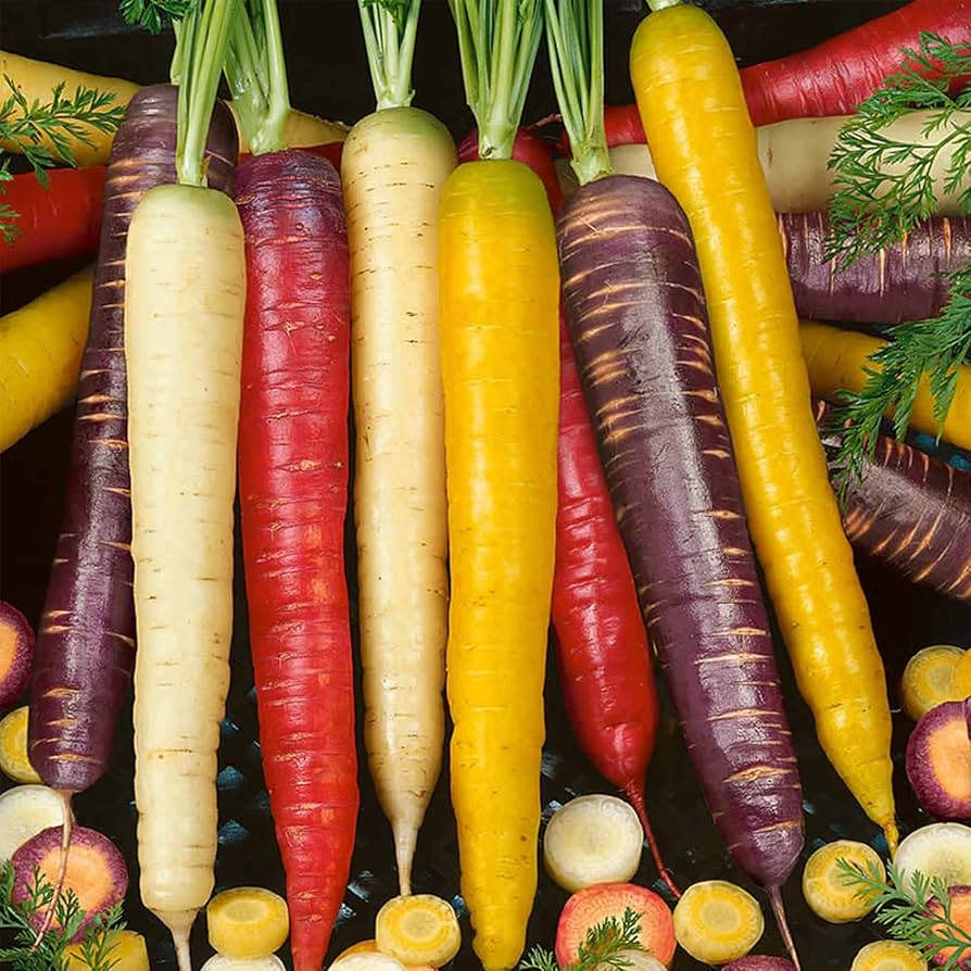 Rainbow Carrot Seeds (500) | Daucus carota - Purple, Yellow, Orange & White Heirloom Carrots