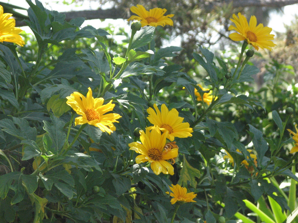 Tithonia Diversifolia Live Rooted Cuttings (4+) – Mexican Sunflower for Pollinators & Mulch