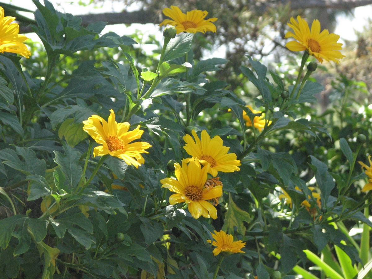 Tithonia Diversifolia Live Rooted Cuttings (4+) – Mexican Sunflower for Pollinators & Mulch