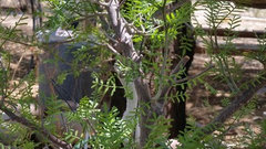 Bursera microphylla Waterman Form - 7" Bare Root Rare Succulent (Elephant Tree)