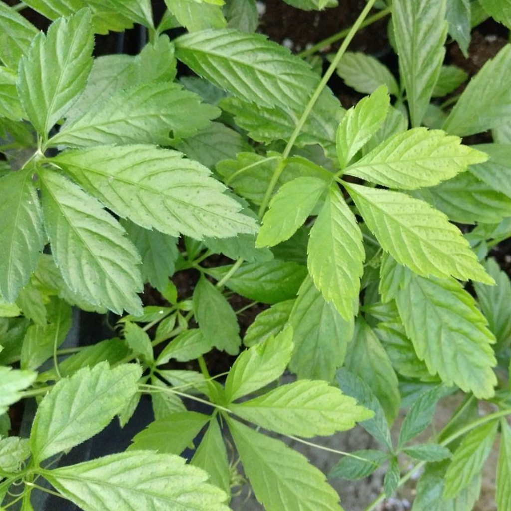Jiaogulan Live Plants (Gynostemma pentaphyllum) — 5 Rooted Perennial Vines