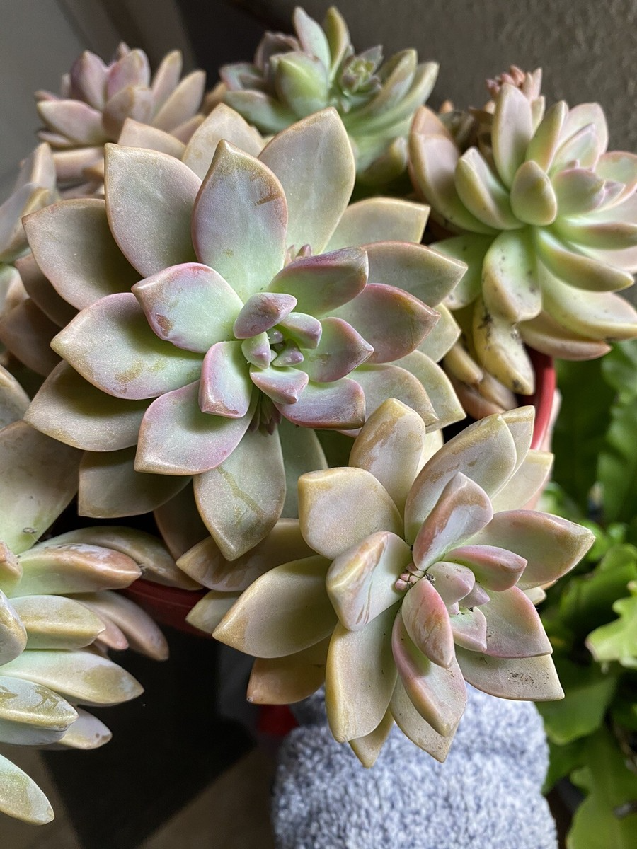 Ghost Plant Succulent Graptopetalum paraguayense - 4 Unrooted Cuttings