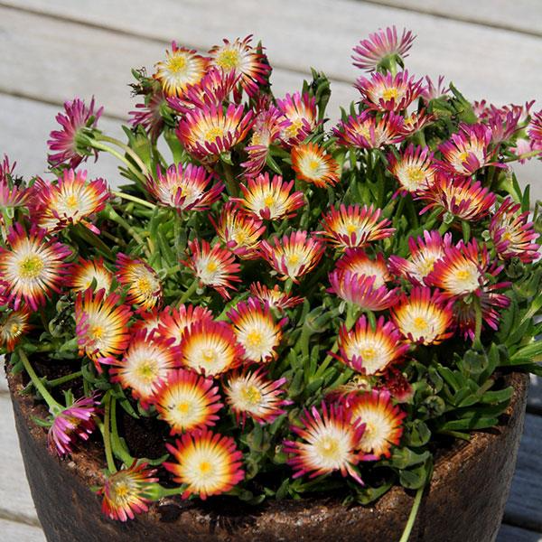 Delosperma cooperi 'Jewel of Desert Ruby' Cuttings - 12 Red Ice Plant Stems (Groundcover, Drought Tolerant, Zones 6-9)