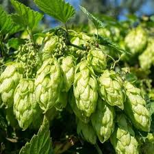 Humulus lupulus Seeds - 20 Count | Hops Vine - Fast-Growing Perennial Climber
