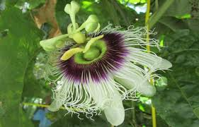Possum Purple Passion Fruit Plants (Passiflora edulis) - 5 Live Starter Vines, Self-Fertile Tropical Fruit