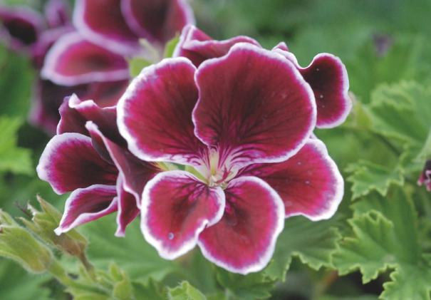 Regal Geranium Cuttings (3) - Pelargonium | Unrooted 5-8" Full Sun