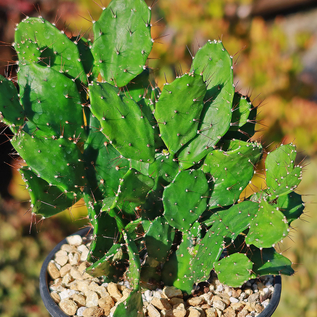 Brasiliopuntia brasiliensis (Brazilian Prickly Pear) Unrooted Cutting 1-2"