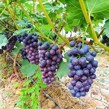 Concord Grape Cuttings (Unrooted, 12 pcs) 6-8" with Seeds - Organic, Vigorous Grower
