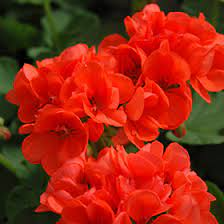 Pelargonium Geranium Cuttings - 3 Unrooted Red-Orange Flower Stems (5") for USDA Zones 9-11