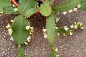 Rhipsalis crispata 6" Potted Epiphytic Cactus – Curly, Pendent Stems