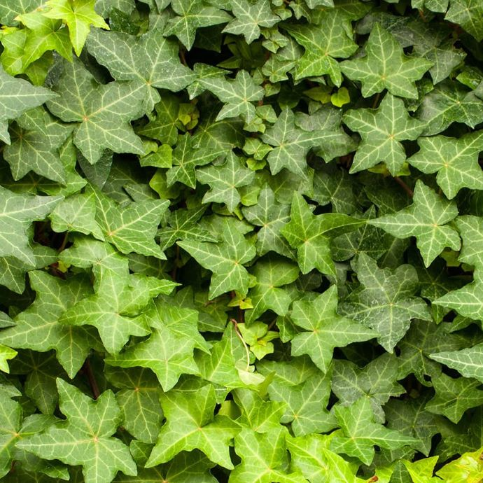 English Ivy Cuttings - 12 Rooted Cuttings, Hedera helix - Indoor/Outdoor, Fast-Growing