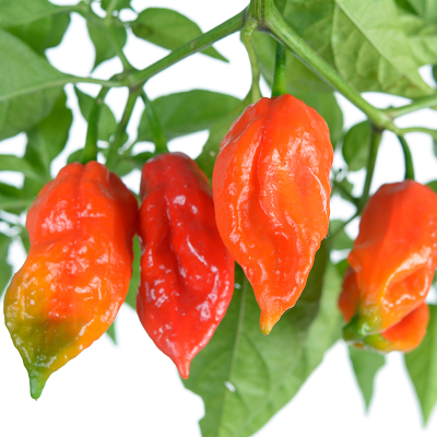Ghost Pepper Seeds (Bhut Jolokia) - Non-GMO Heirloom, Extremely Hot Capsicum chinense