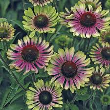 20 Green Twister Purple Coneflower Seeds (Echinacea purpurea) - Bi-Colored Coneflower Seeds