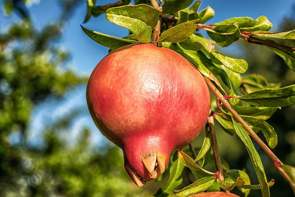 Pomegranate Cuttings - 8 Count (Punica granatum) 9" Mature Cuttings