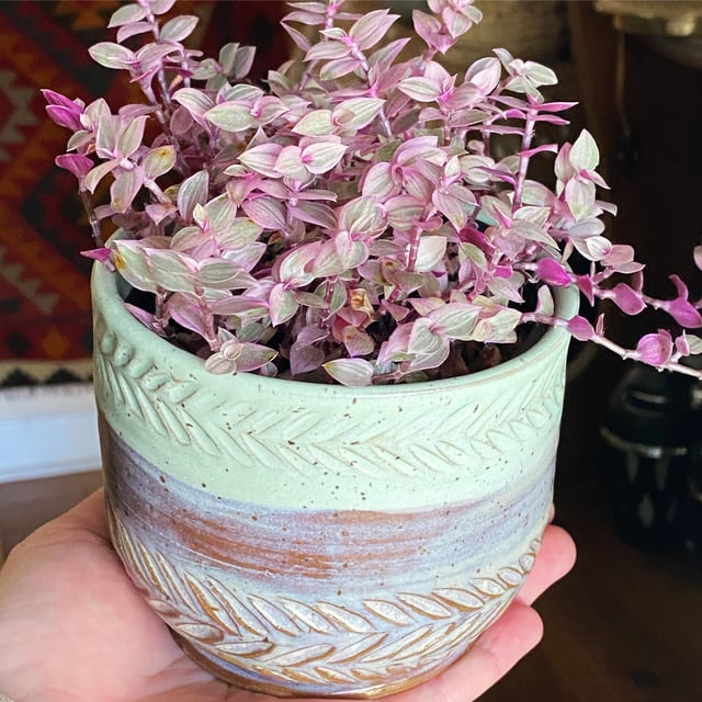 15 Tiny Pink Tradescantia Pallida Unrooted Cuttings | Easy to Root Spiderwort