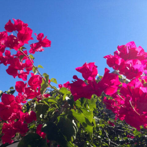 Bougainvillea Fuchsia Cuttings - 8 x 6-8 in, Pink-Purple Blooms, Root Easily, Zones 9-11