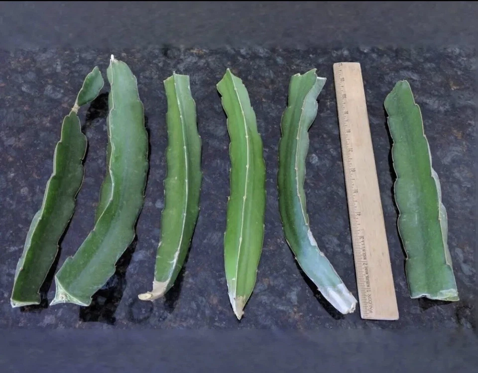Vietnam White Dragon Fruit Cuttings (Hylocereus undatus) 8”–24” — Self-Pollinating, Fast-Growing