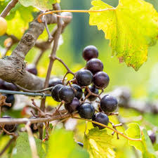 Muscadine Grape Vine Cuttings (Vitis rotundifolia) - 12 Live Clippings, Zones 7-10