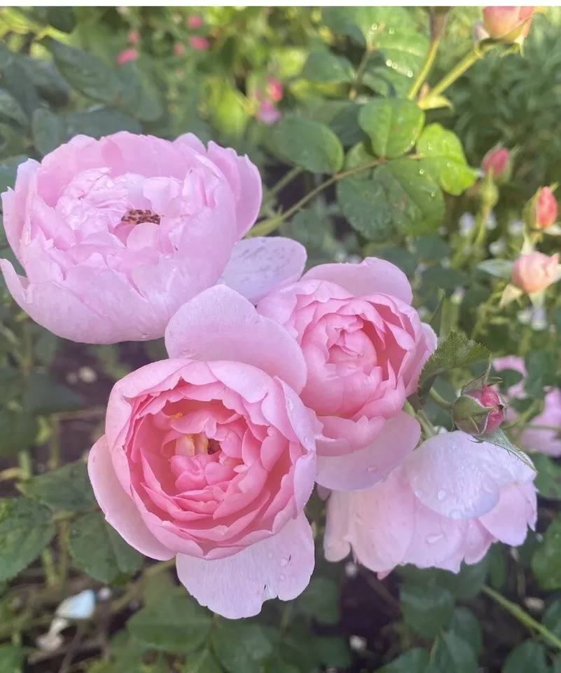 David Austin Rose Cuttings - 3 Unrooted 5" Stems, Soft Pink, Zones 5-9