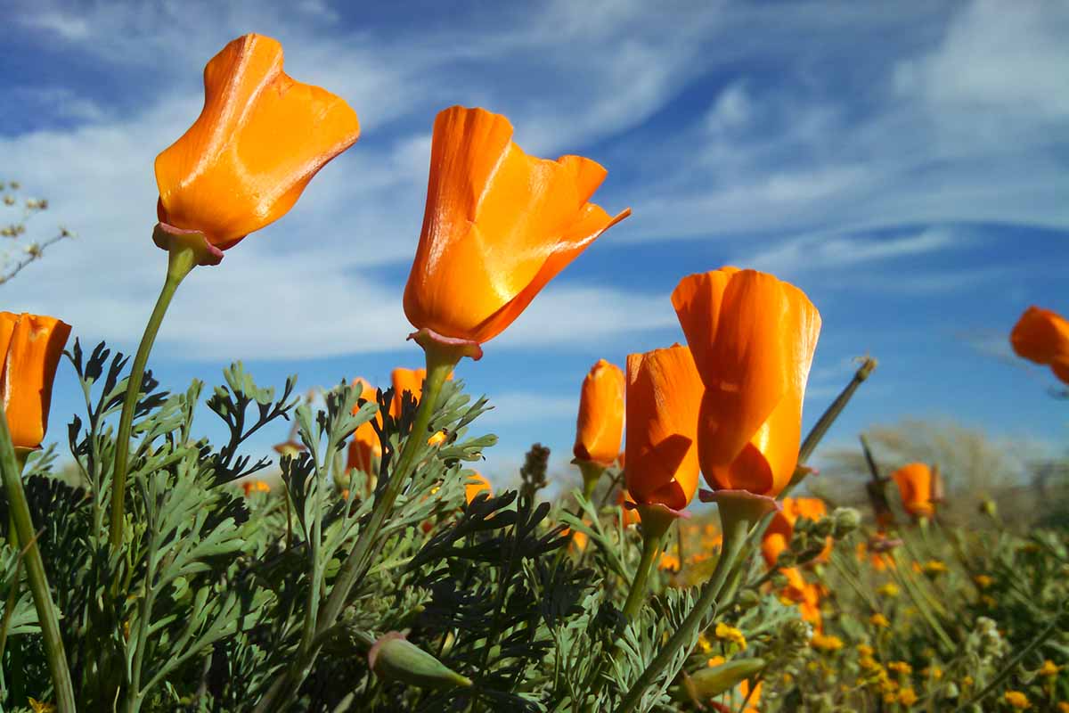 California Poppy Seeds (Eschscholzia californica) - 1,000 Non-GMO Seeds for Pollinator Gardens