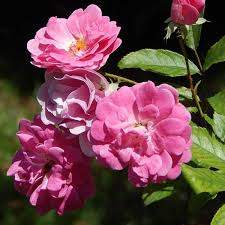 Eglantine Rose Cuttings (Rosa eglanteria) - Fragrant Leaves, Edible Hips & Flowers