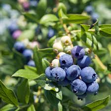 Vaccinium Cuttings - 4 Pack Evergreen Blueberry Ornamental Shrub