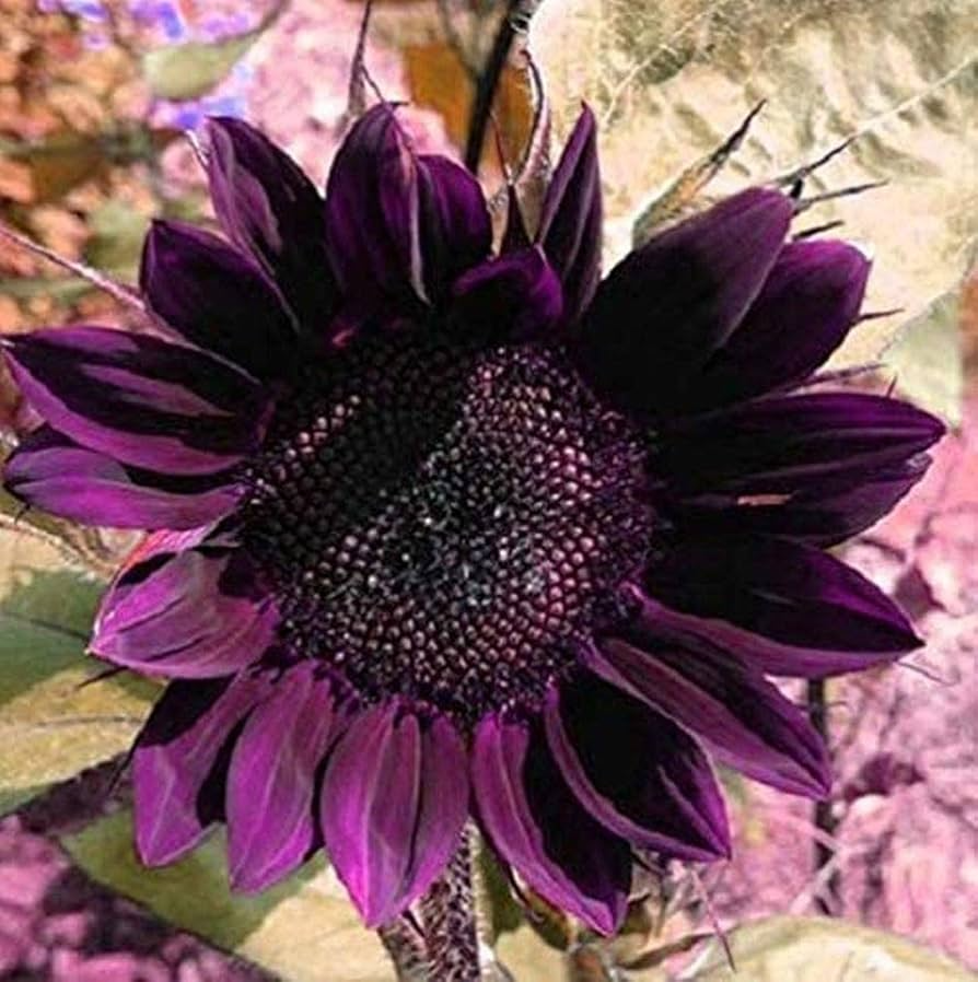 Purple Sunflower Seeds - 50 Violet Glow Heirloom Helianthus annuus