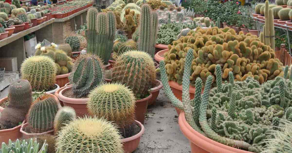 Lot of 10 Random Pick Cactus Unrooted Cuttings - Assorted Succulent Cuttings Bundle